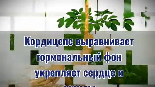 Пептид устрицы с женьшенем и кордицепсом Хуабэй Канжунь смотреть онлайн