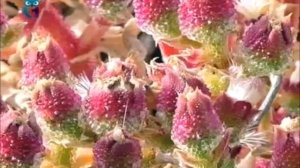 Хрустальная трава (Мезембриантемум кристалический)