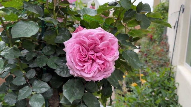 The beautiful Violet's Pride Rose смотреть онлайн