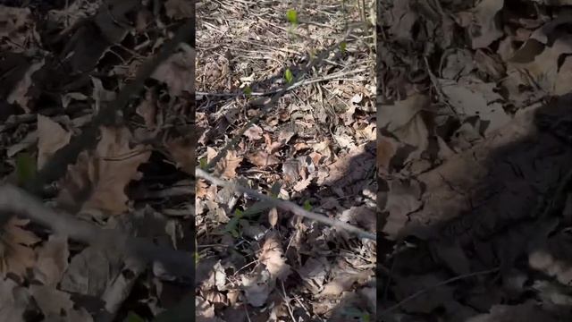 Сморчок конический ✅ смотреть онлайн