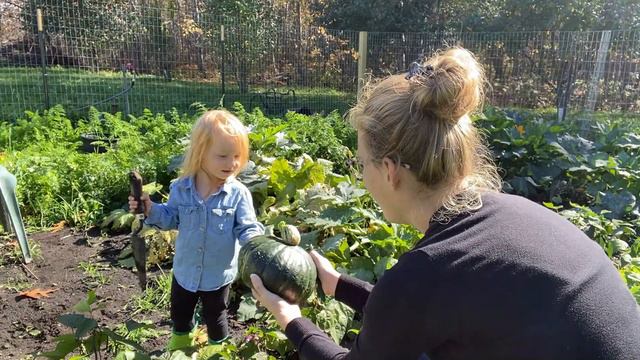 How To Harvest And Store Buttercup Or Winter Squash! смотреть онлайн