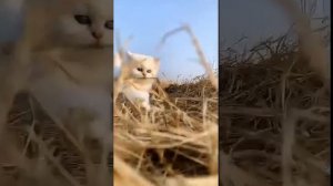 Котенок спортсмен олимпиец