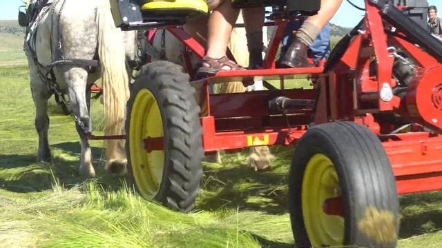 Cutting Teff Grass with a Horse Drawn Sickle Bar Mower #2 смотреть онлайн