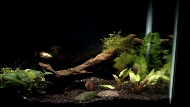 10 Gallon Planted Aquarium - Dwarf Gourami / Colisa Lalia смотреть онлайн
