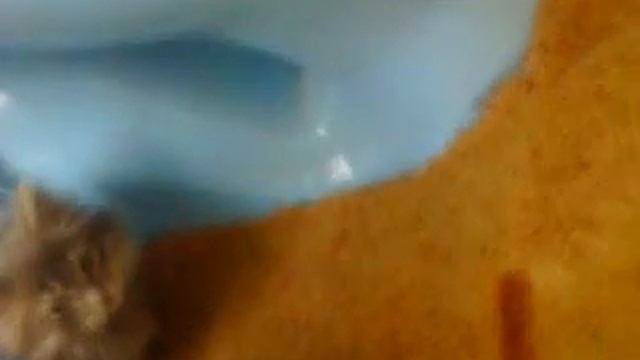 КОТЕНОК КОТОРЫЙ НЕ ХОЧЕТ МЯУКАТЬ смотреть онлайн