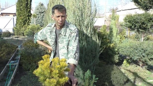 Зачем и для чего хвойные растения рассаживают в контейнеры и горшки-выращивание хвойных в грунте. смотреть онлайн