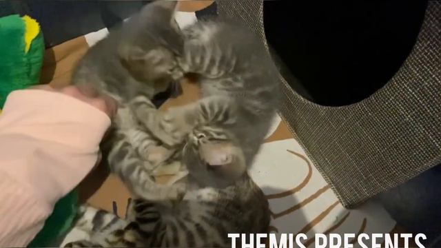 ✅Бенгальские котята моей Манисы- 1 мес 11 дней-Остались 3 котика/Ждут любящих хозяев/18.06.23