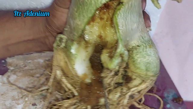 How To Protect Adenium From Rotten | एडेनियम को सड़ने से कैसे बचाएं? | How to Save A Dying Adenium смотреть онлайн