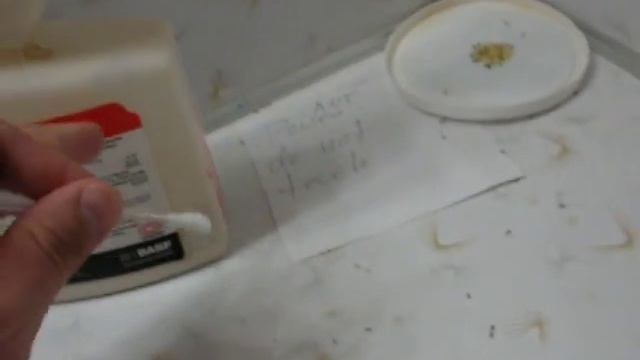 How to kill sugar ants, DIY. Works on tapinoma sessile aka sugar, sweet, or simply stink ants. смотреть онлайн