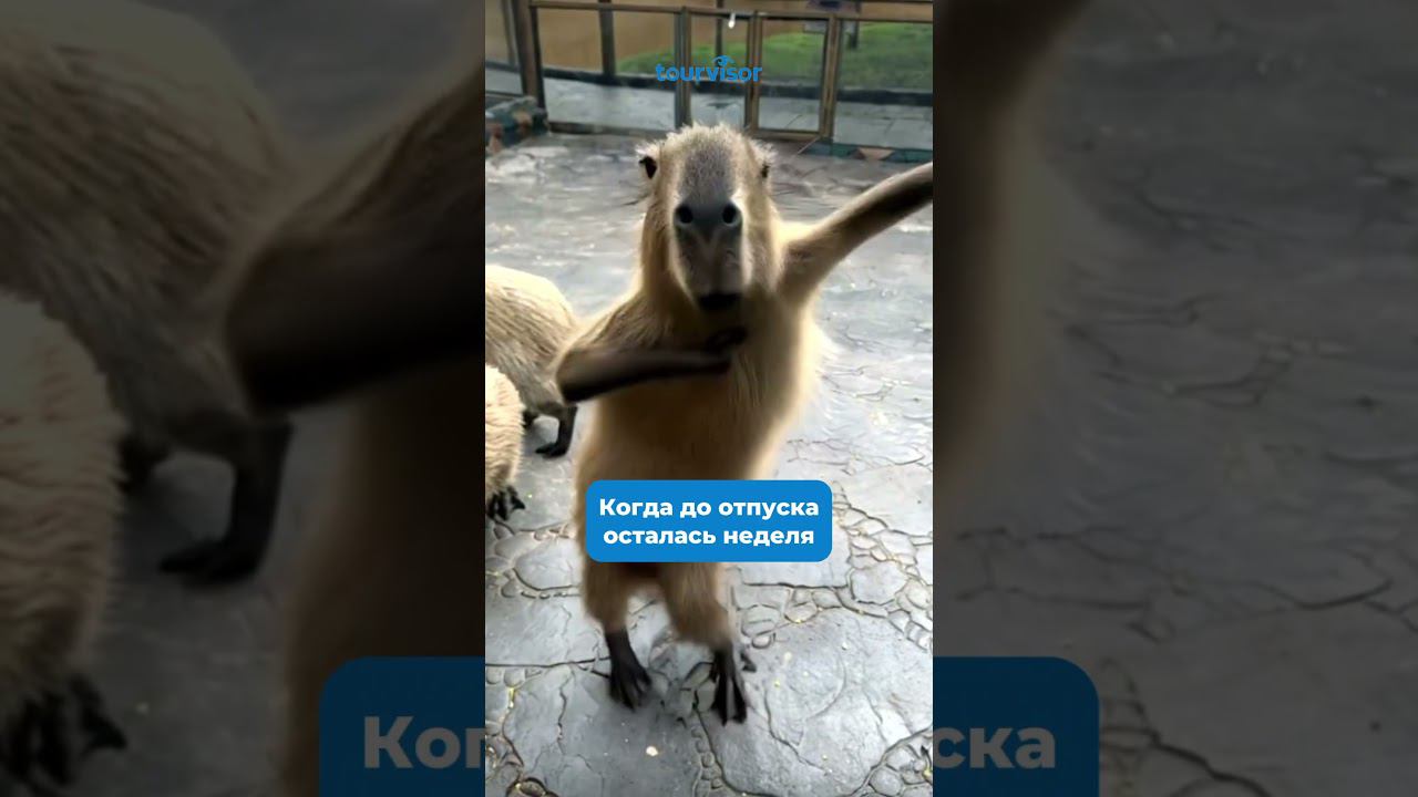 Неделя до отпуска смотреть онлайн