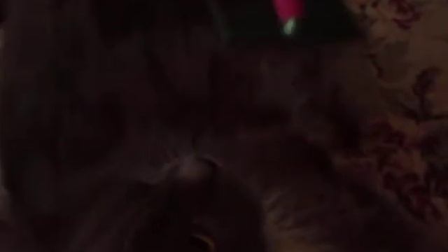 Вычёсывание колтунов у Лилусички смотреть онлайн