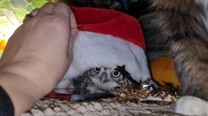 Лучик Зла - расхититель Рождества! Совёнок замышляет шалости