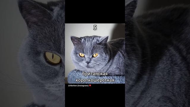 Топ 10 самых умных кошек в мире. смотреть онлайн
