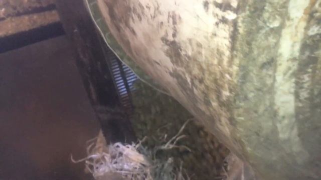 №2 Гранулятор DR 300 Подвижные Ролики Пеллеты Из Сосновых Опилок И Стружки Со Связующим и Без смотреть онлайн