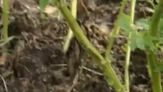 Фитофтороз картофеля. Как бороться? смотреть онлайн