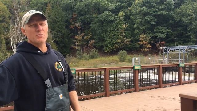 DNR works to keep chinook salmon stocked in the Great Lakes смотреть онлайн
