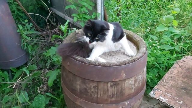 Котейка Чувачок и котик Кузя очень любят когда их зубной щёткой гладят. Кот таскует по кошке Багире смотреть онлайн