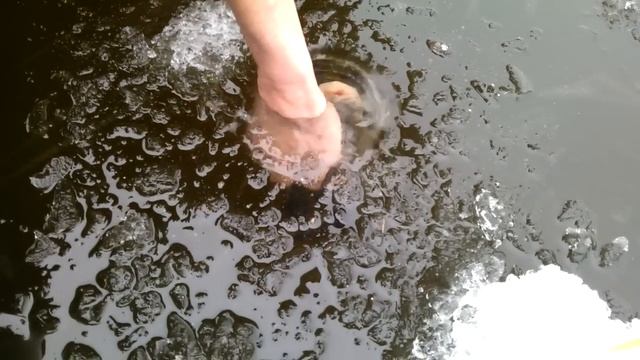 зимний линь