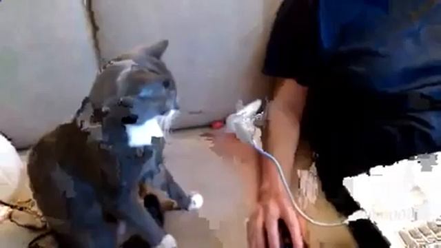 2, коты и вентилятор , нарезка смотреть онлайн