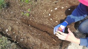 Какие цветы посеять в мае. Цветы без рассады.