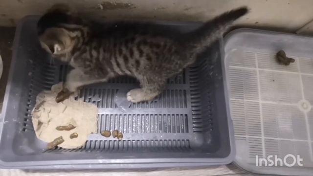 Шотландские котята 1,5 месяца. Ходят на лоток. Активные ребята смотреть онлайн