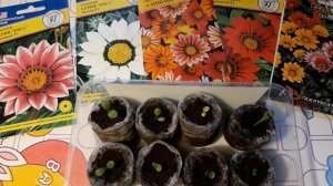 ПОЧЕМУ НЕ ВСХОДИТ ГАЦАНИЯ. СОВЕТЫ НАЧИНАЮЩИМ?