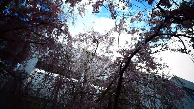 Цветущая плакучая декоративная вишня. смотреть онлайн