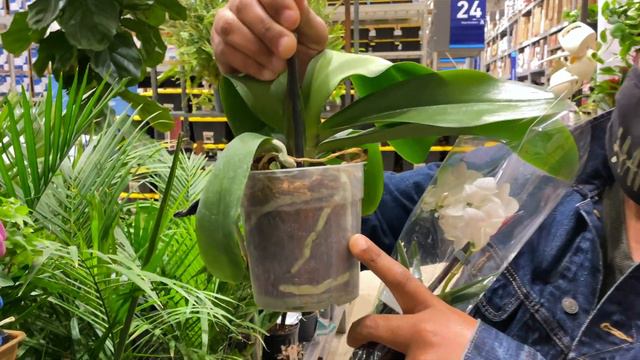 Shop #WithMe @Gardening With SkinnyBoyRandy at Lowe's Garden Center | Phalaenopsis for Beginners смотреть онлайн