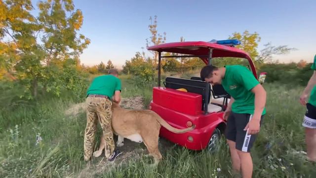 Львица-автомобилист просто НАКИНУЛАСЬ на ребят от радости! смотреть онлайн