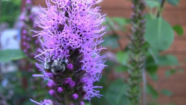 Лиатрис.  Дачные картинки.