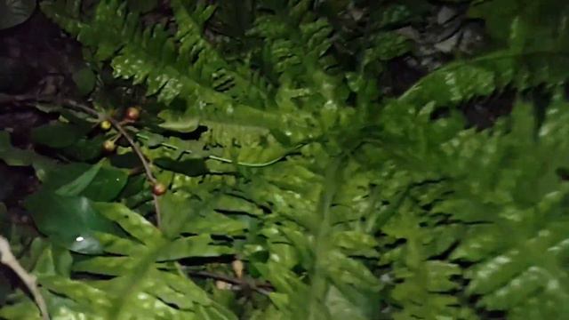 "Ивана Купала" с Ароматновским Домом культуры (Белогорский район, Республика Крым) смотреть онлайн