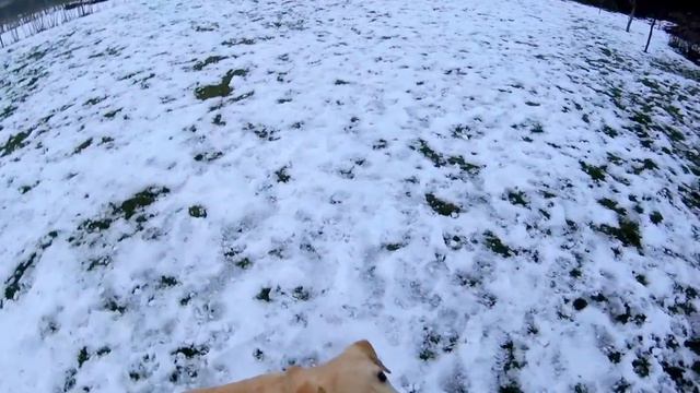 Лабрадор Яся - результаты дрессировки за 20 дней смотреть онлайн