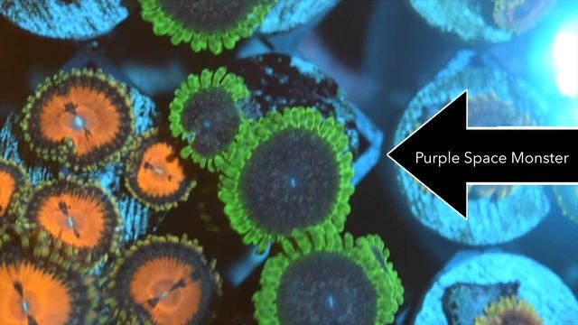 Zoanthid Identification - 35 Different Types - CloseUp 4k (Ultra HD) смотреть онлайн