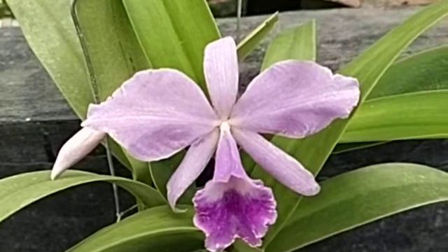 Cattleya Valentine Var Coerulea