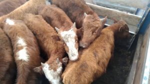 Скотный рынок Хасавюрт 09.01.2021 рынок крс