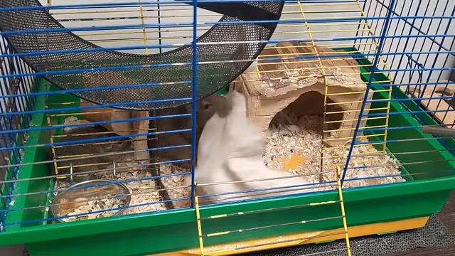 Белка ДЕГУ. Что делает эта белка с бумагой? Смотреть всем!!! ПРОСТО ШОК. смотреть онлайн