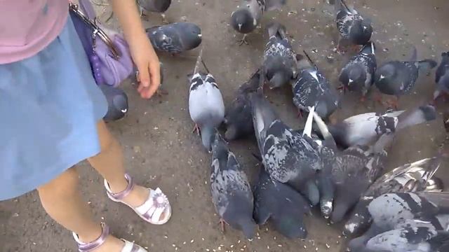 Соня кормит ГОЛУБЕЙ смотреть онлайн