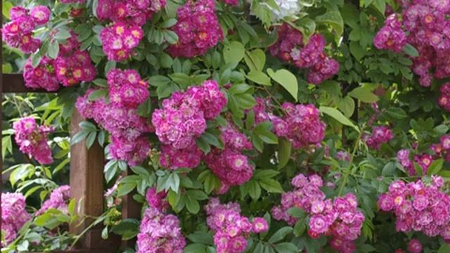 Роза Перенниал Блю (Perennial Blue) — описание сорта смотреть онлайн