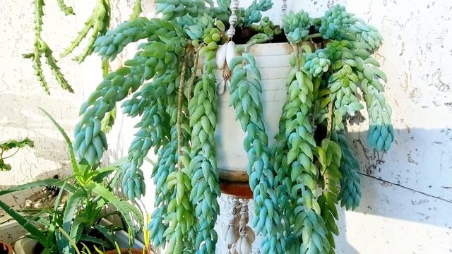 Суккуленты - Хатиора, очиток (седум), стапелия. Комнатные цветы.