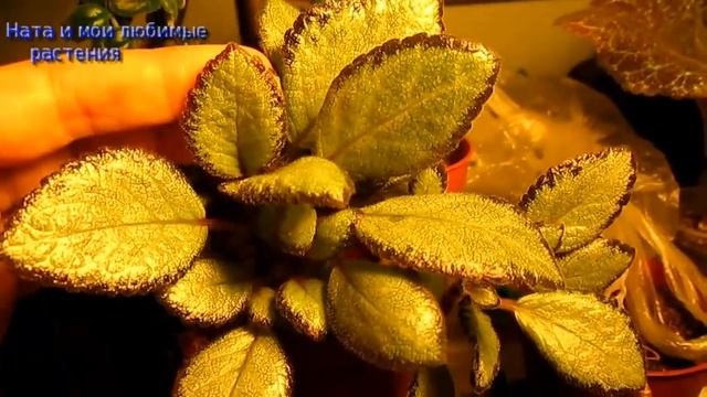 Комнатные цветы // Обзор некоторых цветущих растений смотреть онлайн