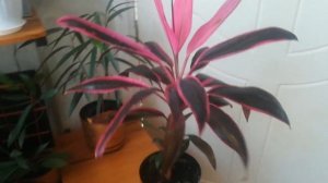 Кордилина, камнеломка, аглаонема Крит и другие ???