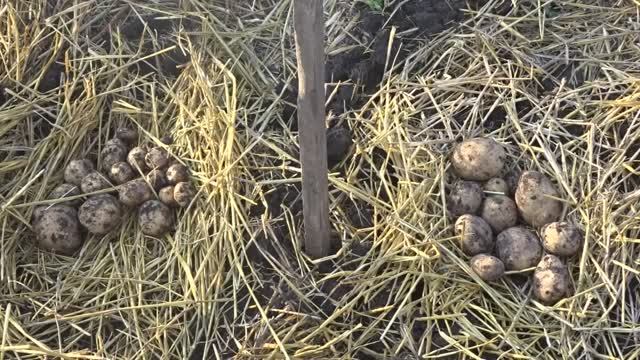 Картофель Банба. От посылки до сбора урожая. смотреть онлайн