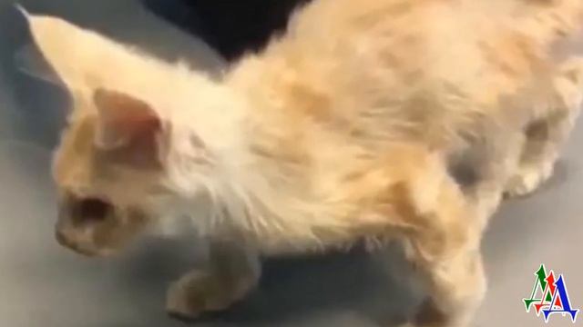 Он стоял совсем один на улице в закрытой переноске… Тощего котенка с кривыми лапами просто выкинули