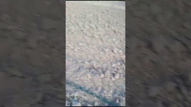 ИНТЕРЕСНАЯ ЯГОДА! 02.11.2023г. Пришло время натягивать плёнку  на большую теплицу-балаган.