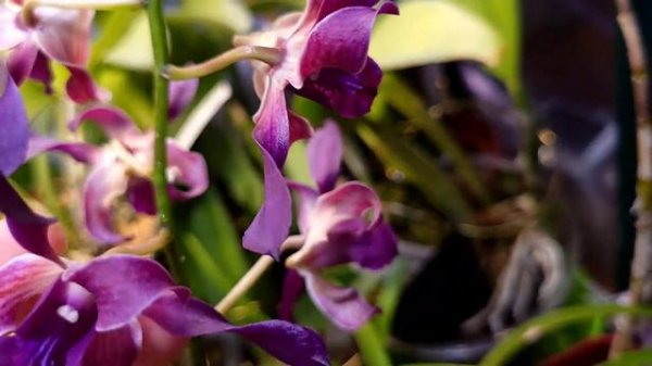 Dendrobium Blue Spin Orchid Bloom and Care ☂️