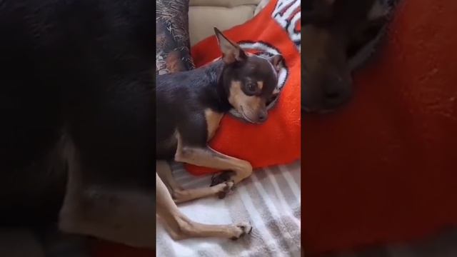 #питомник #шах_и_мат #русскийтой #dog смотреть онлайн