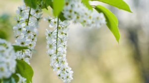 Цветёт черёмуха к похолоданию  Поёт Валерий Сёмин