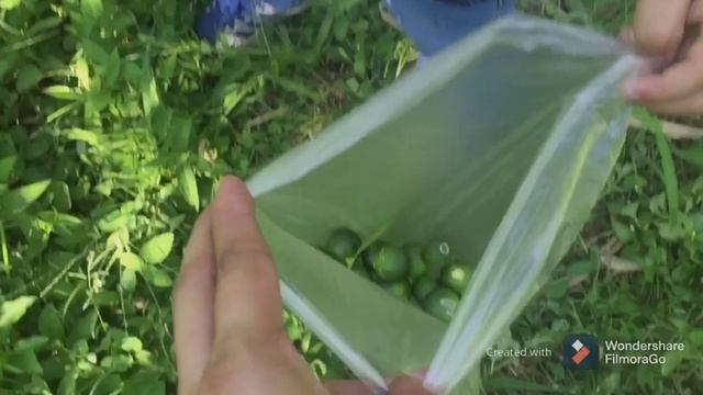 BEAUTIFUL CALAMANSI FARM || TARA NA SA CALAMANSI FARM II Gamatation смотреть онлайн