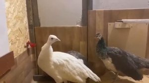 Павлины в новом помещении