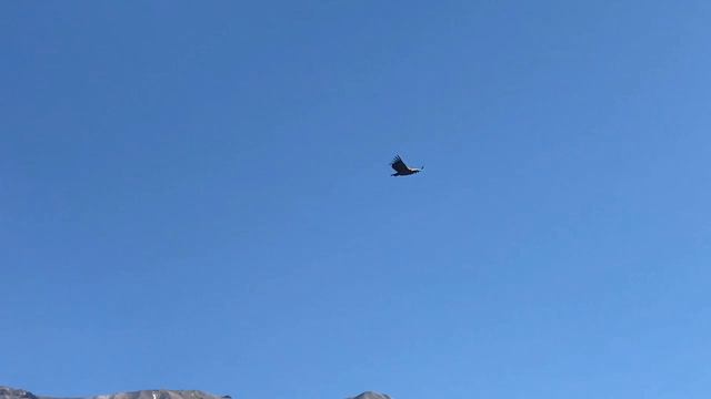 Кондоры каньона Колко 21.09.2018